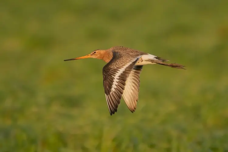 Toename broedvogels moeras en zoetwater, afname boerenlandvogels