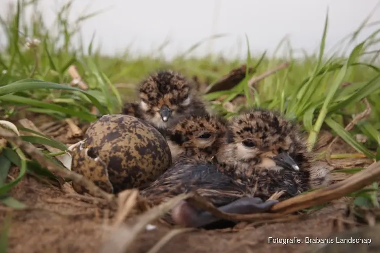 Extra geld voor bescherming weidevogelkuikens