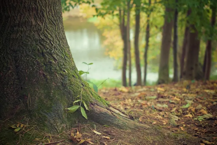 Recreatiezonering in het Leenderbos: natuurbescherming én natuurbeleving