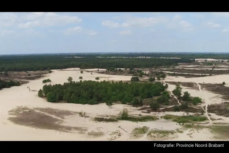 Heideverbinding in de Loonse en Drunense Duinen